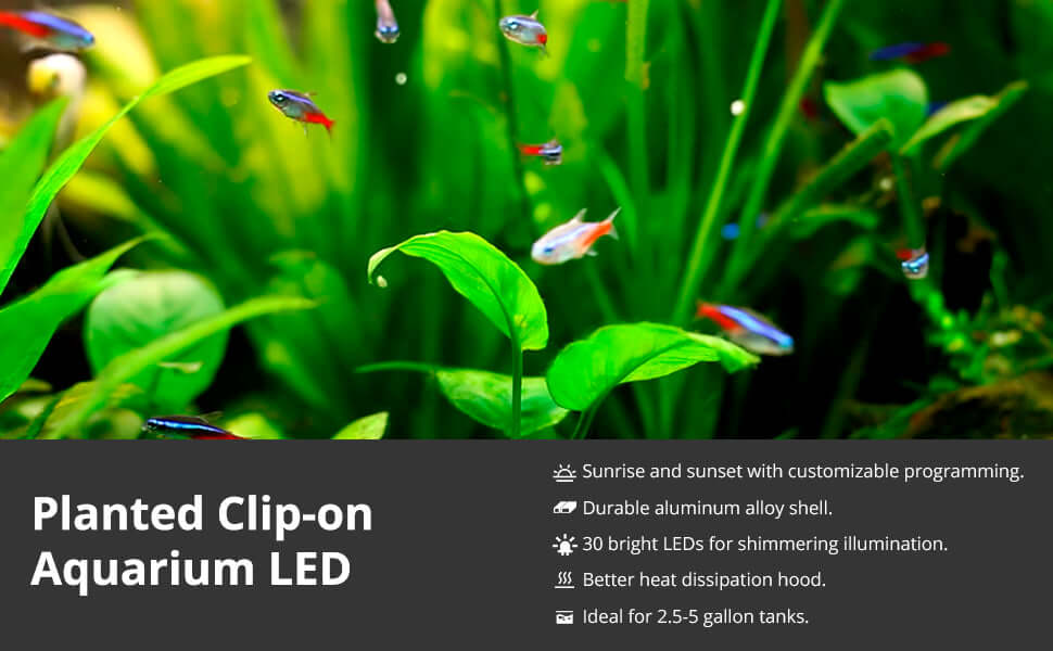 NICREW clip-on nano LED light clamped to the rim of a small planted aquarium